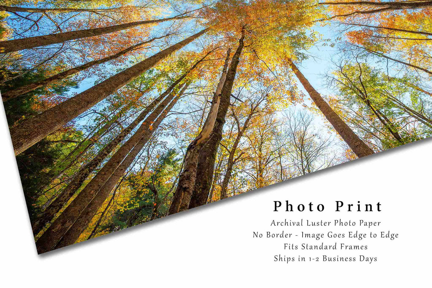 Forest Photography Print | Looking Up in Trees Picture | Great Smoky Mountains Wall Art | Tennessee Photo | Nature Decor | Not Framed