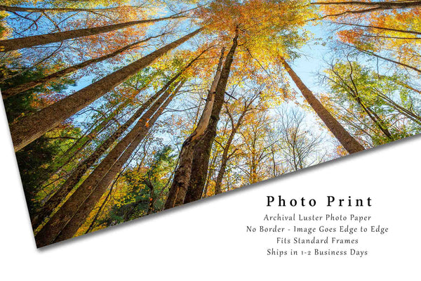 Forest Photo Print | Looking Up at Trees Picture | Tennessee Wall Art | Great Smoky Mountains Photography | Nature Decor