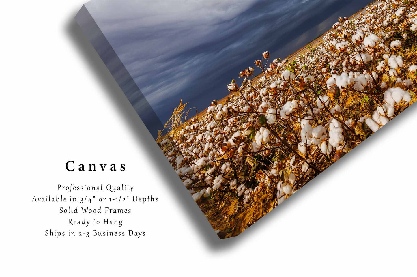 Cotton Field and Thunderstorm in Kansas Canvas Wall Art | Farm and Country Photography Farmhouse Decor