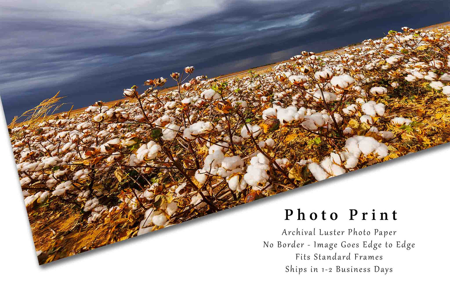 Cotton Field and Thunderstorm in Kansas Photo Print (Unframed) | Farm and Country Wall Art Farmhouse Decor