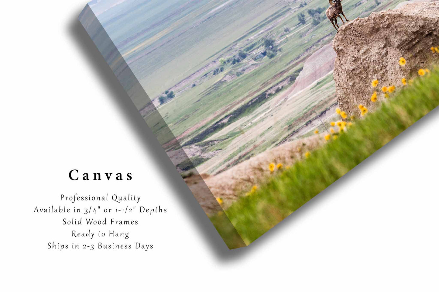 Bighorn Sheep Canvas | Wildlife Gallery Wrap | Animal Photography | South Dakota Wall Art | Badlands National Park Decor | Ready to Hang