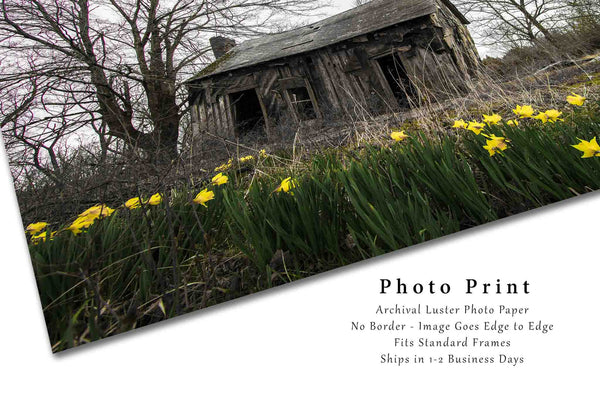 Country Photography Print - Picture of Abandoned House and Daffodils on Spring Day in Arkansas - Rustic Farmhouse Photo Artwork Decor