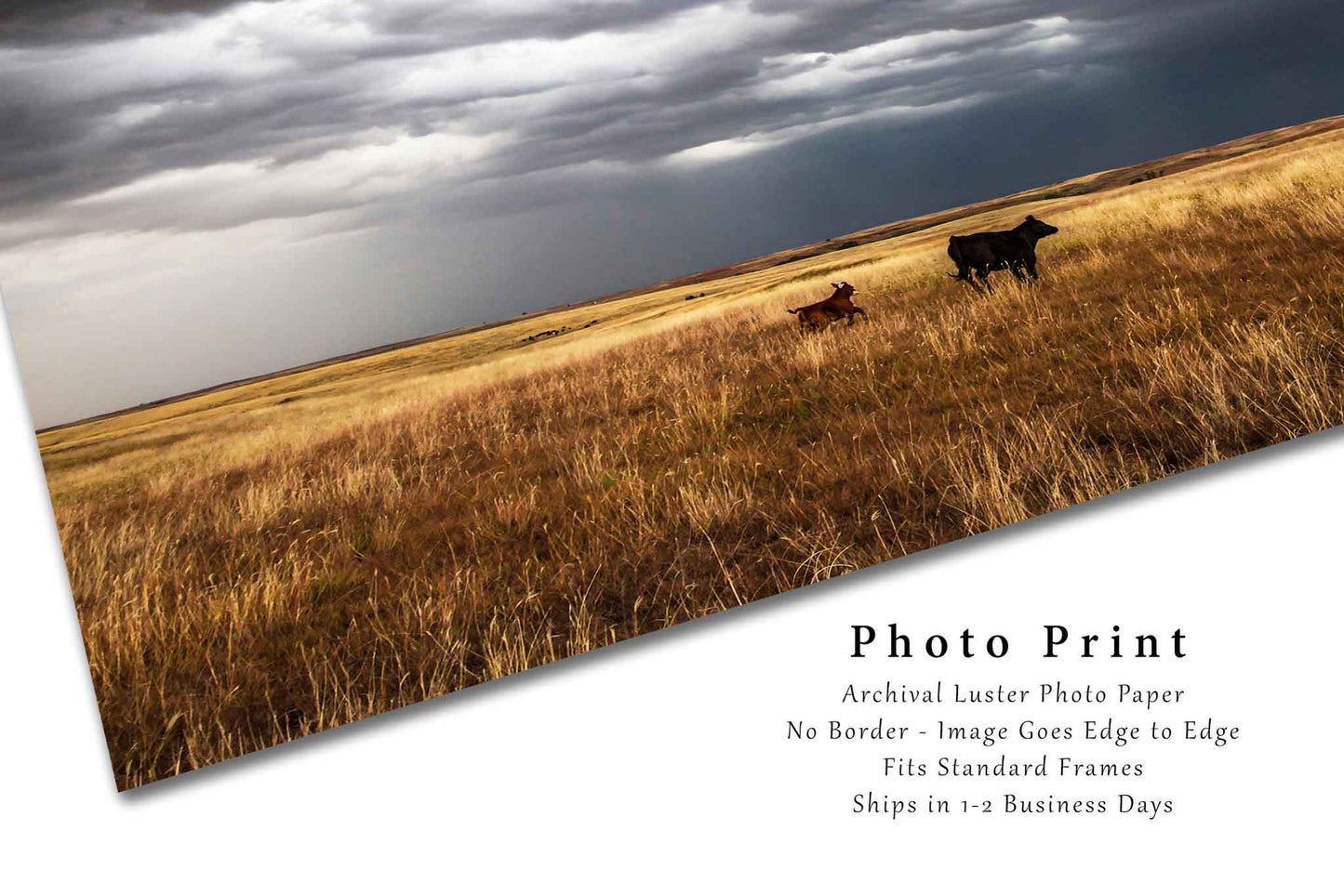 Western Photo Print | Cow and Calf Picture | Oklahoma Wall Art | Landscape Photography | Farm and Ranch Decor