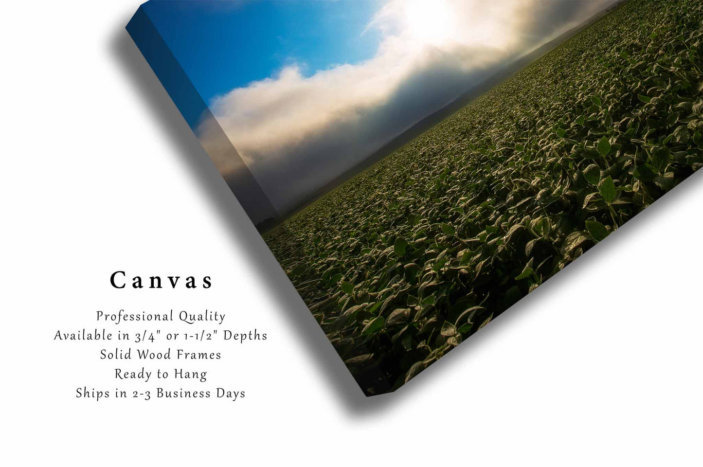 Soybean Field Illuminated by Sunlight in Nebraska Canvas Wall Art | Midwest Landscape Photography Country Decor