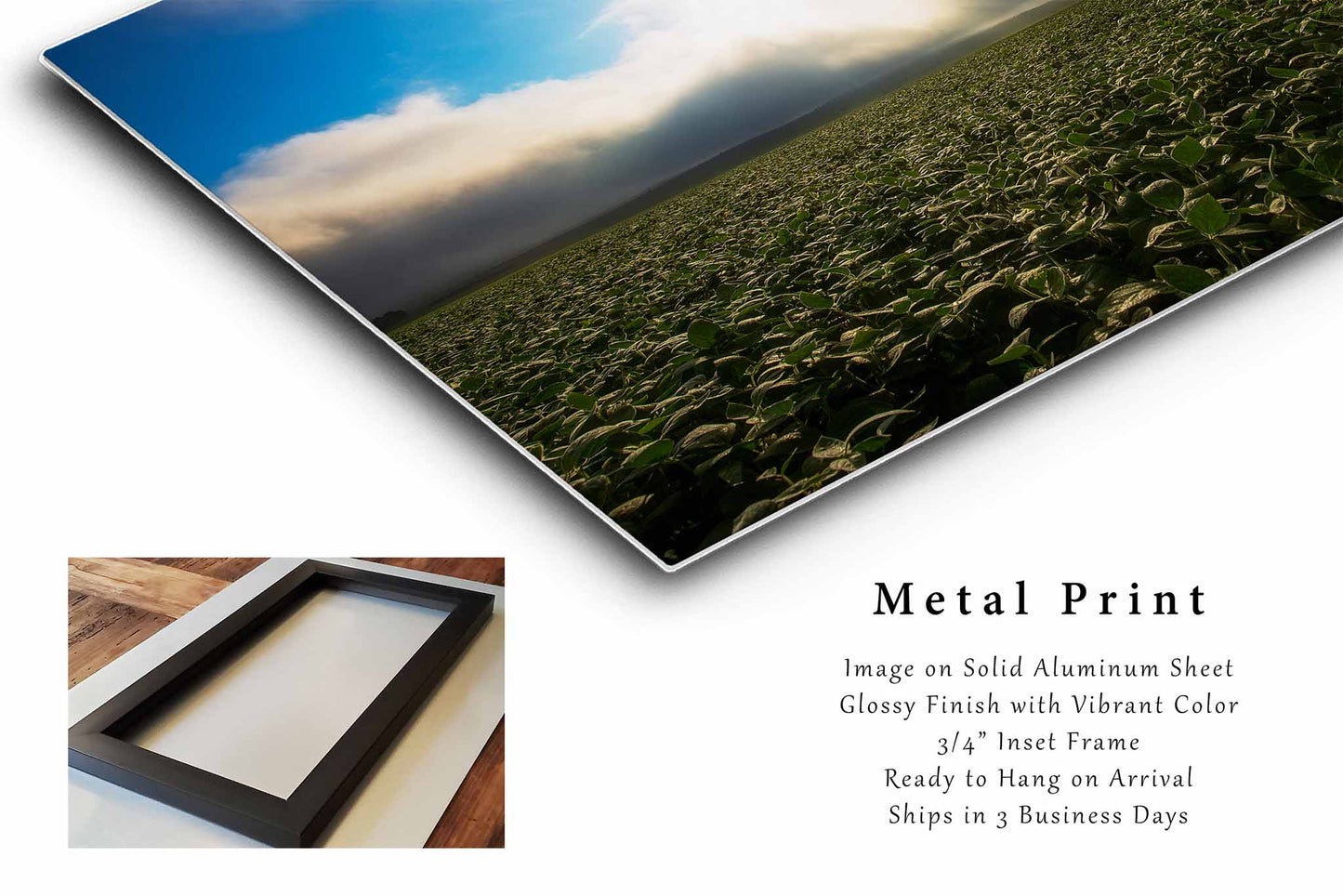 Soybean Field Illuminated by Sunlight in Nebraska Metal Print Wall Art | Midwest Landscape Photography Country Decor