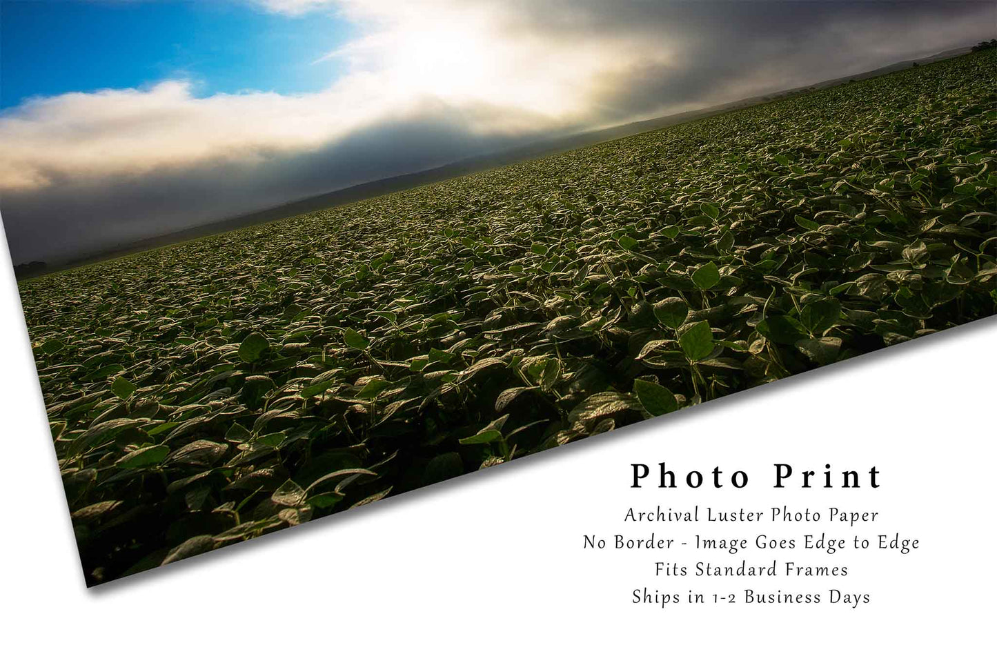 Soybean Field Illuminated by Sunlight in Nebraska Photo Print (Unframed) | Midwest Landscape Wall Art Country Decor