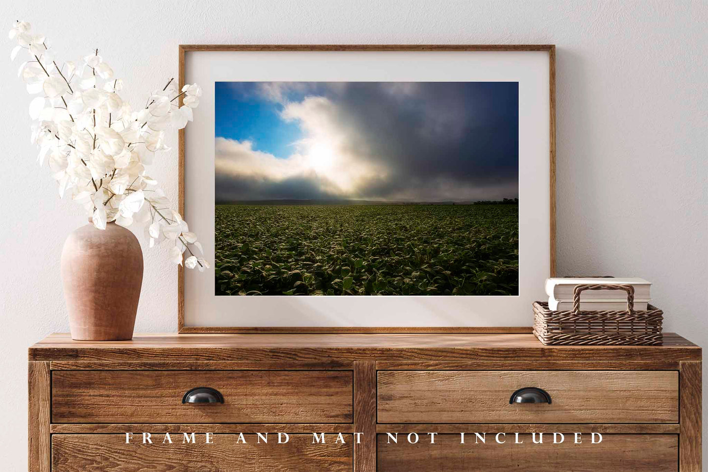 Soybean Field Illuminated by Sunlight in Nebraska Photo Print (Unframed) | Midwest Landscape Wall Art Country Decor