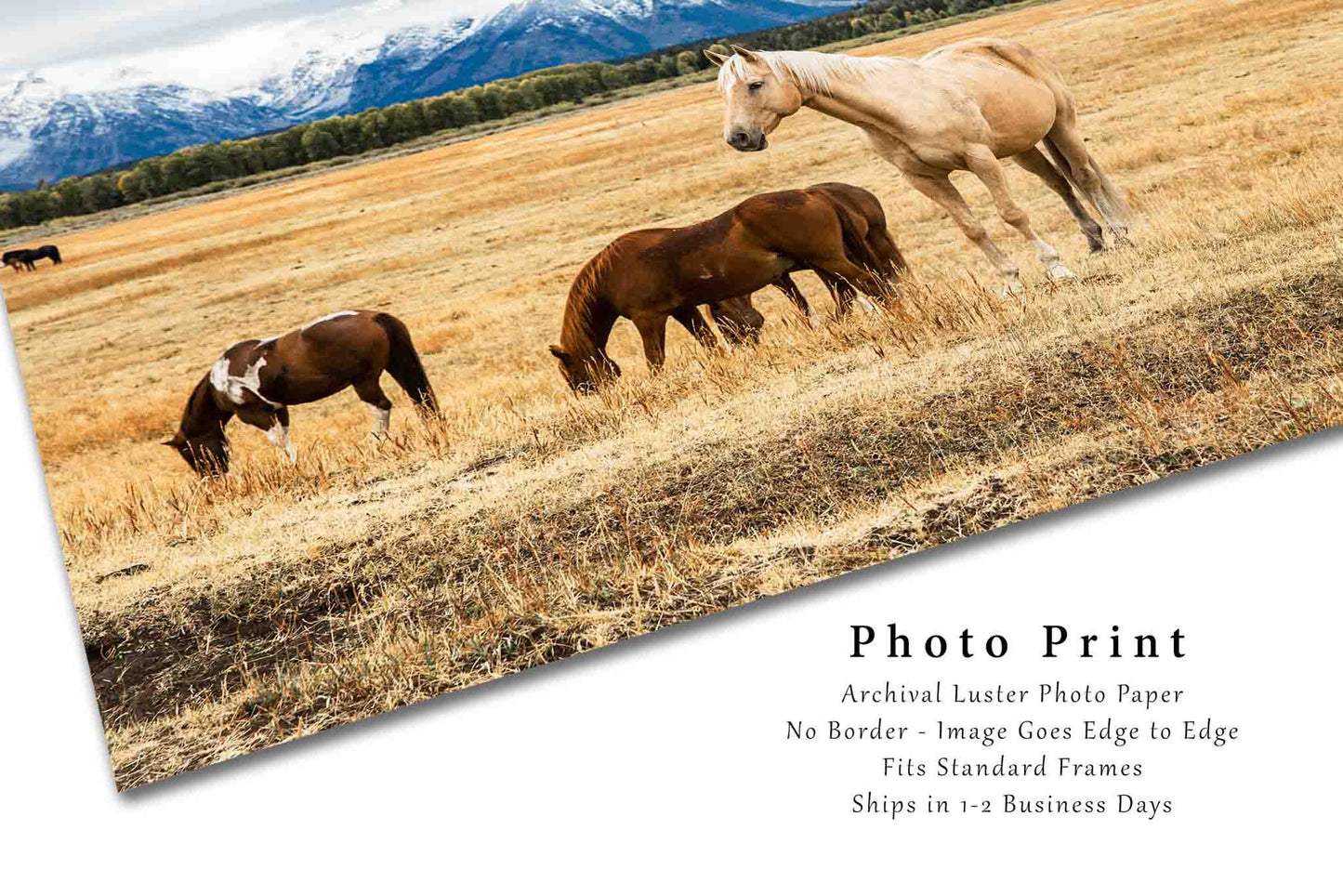 Palomino Horse Photography Print | Equine Picture | Grand Teton Wall Art | Wyoming Photo | Western Decor | Not Framed