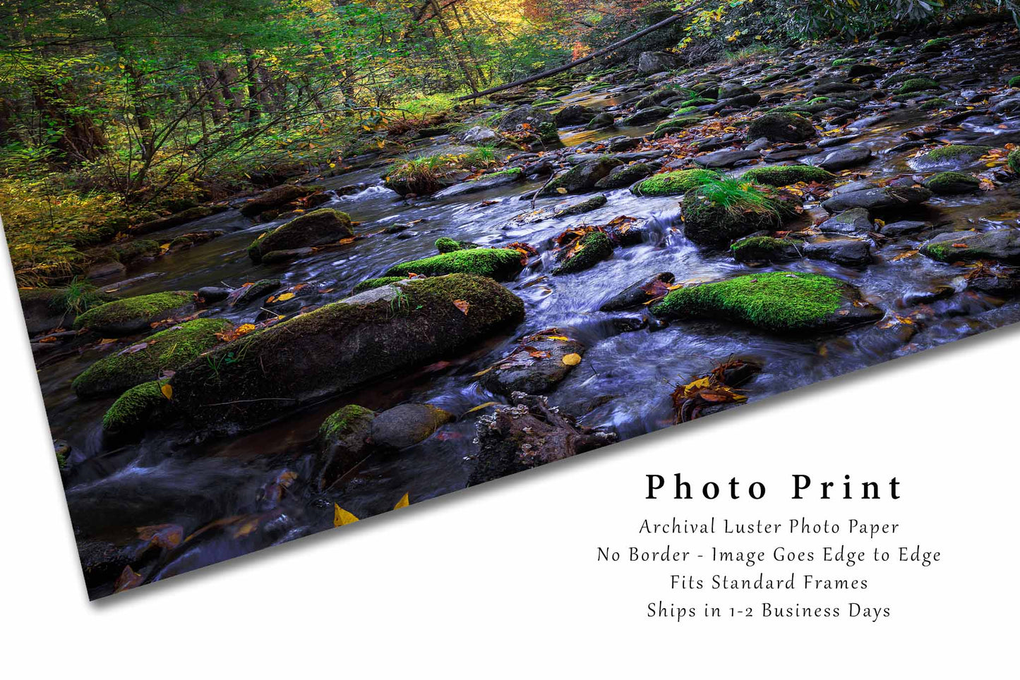 Forest Photography Print (Not Framed) Picture of Creek on Autumn Day in Great Smoky Mountains National Park Tennessee Landscape Wall Art Nature Decor