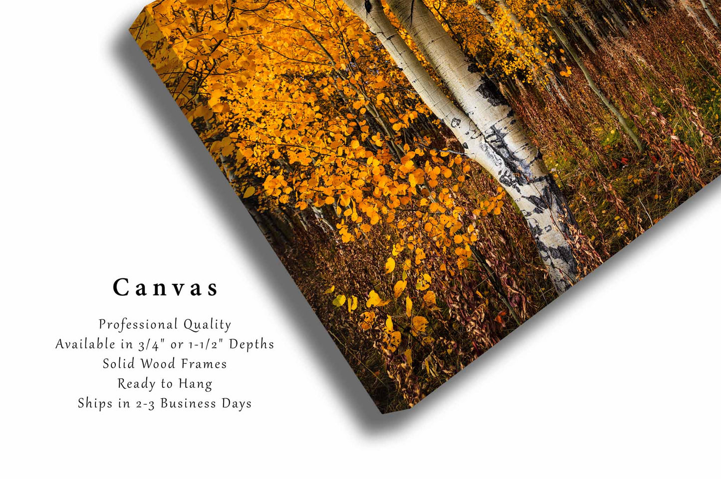 Aspen Trees Canvas | Autumn Forest Gallery Wrap | Western Photography | Wyoming Wall Art | Nature Decor | Ready to Hang