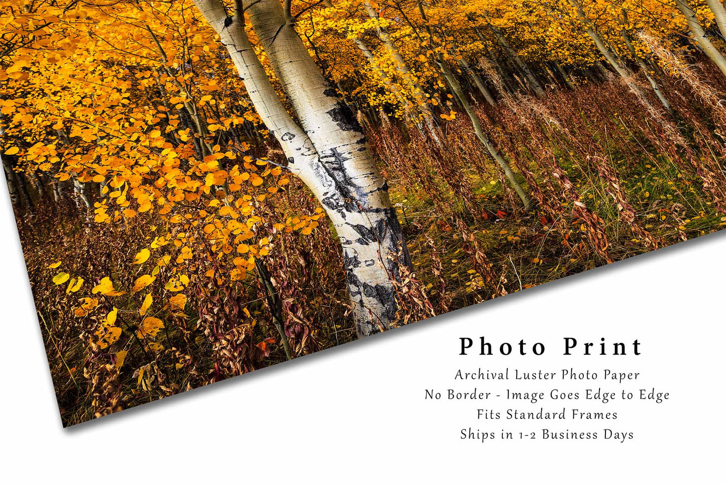Aspen Trees Photography Print | Autumn Forest Picture | Western Wall Art | Wyoming Photo | Nature Decor | Not Framed