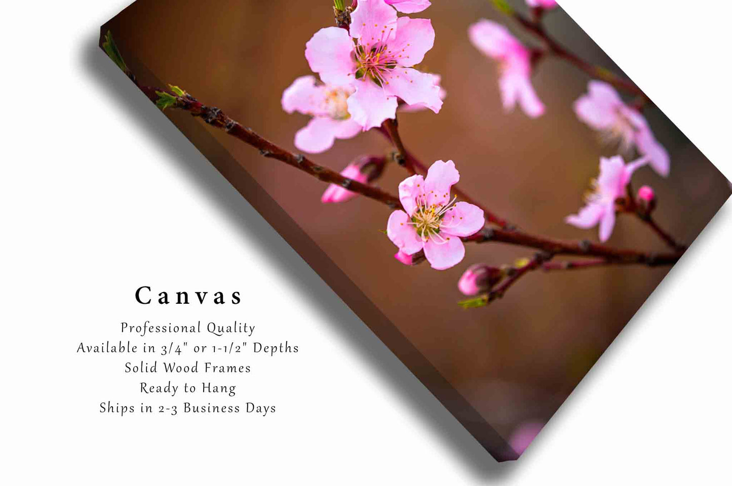 Peach Blossom Canvas | Vertical Botanical Gallery Wrap | Flower Photography | Oklahoma Flower Wall Art | Floral Decor | Ready to Hang