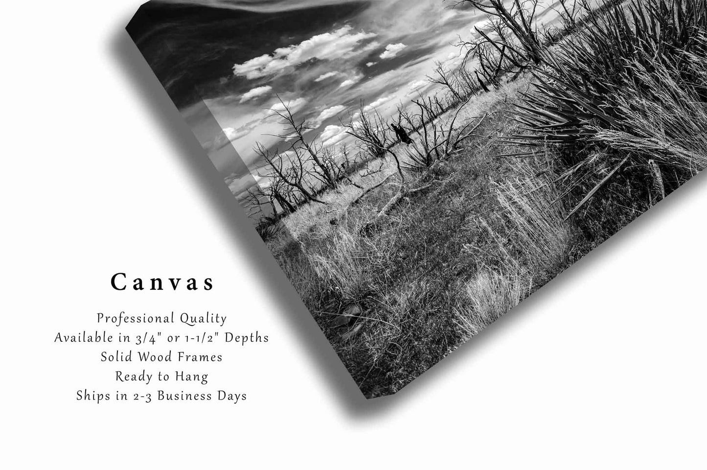 Southwest Landscape Canvas Wall Art (Ready to Hang) Yucca Plant and Charred Trees in Colorado | Mesa Verde National Park Photography Black and White Nature Decor