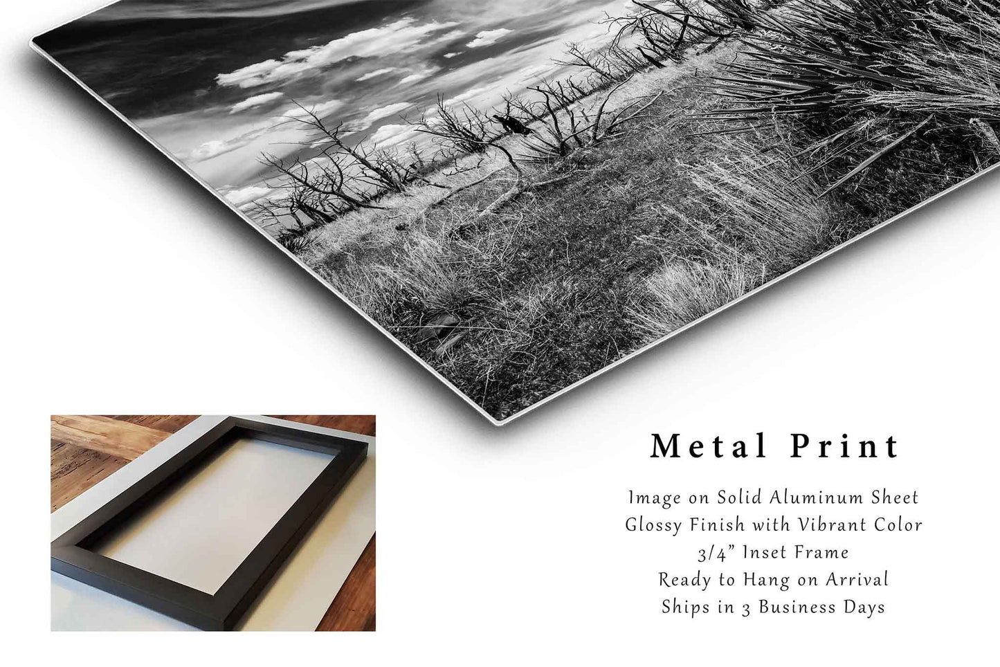 Southwest Landscape Metal Print (Ready to Hang) Yucca Plant and Charred Trees in Colorado | Mesa Verde National Park Wall Art Black and White Nature Decor