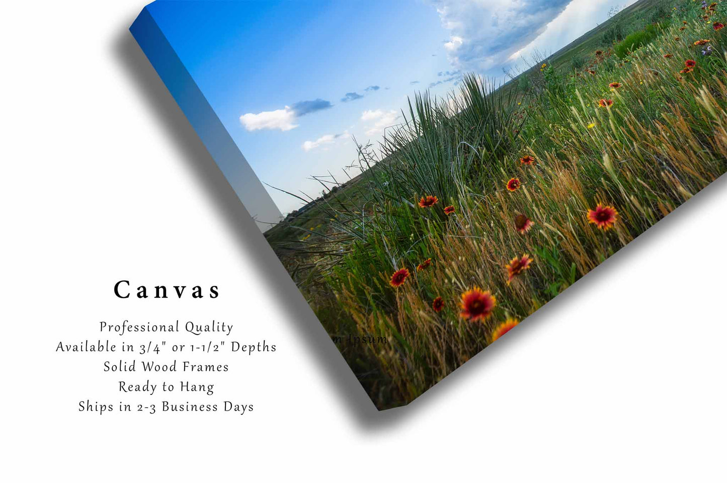 Prairie Wildflowers Canvas | Great Plains Gallery Wrap | Western Photography | Texas Landscape Wall Art | Nature Decor | Ready to Hang