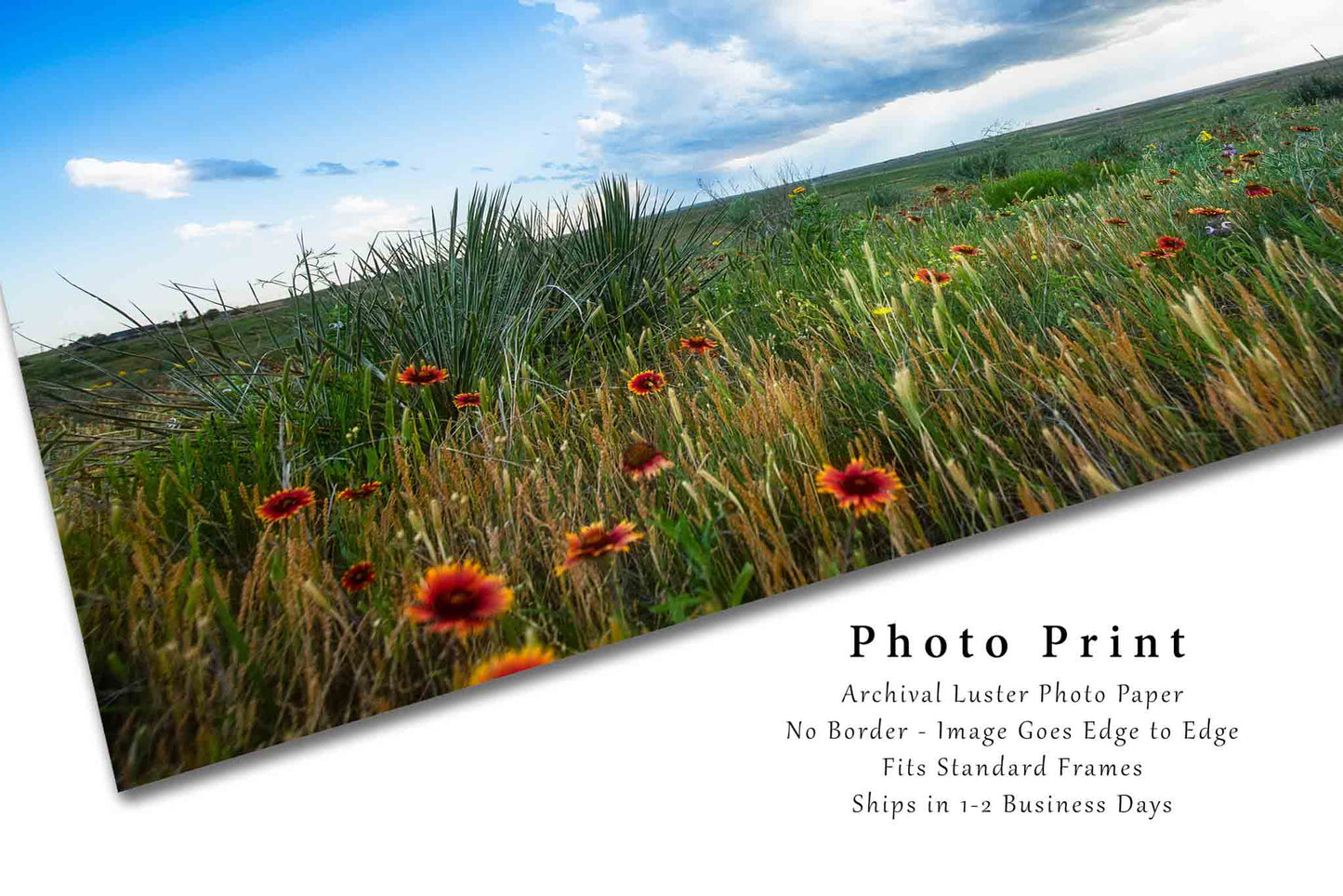 Great Plains Photography Print (Not Framed) Picture of Wildflowers and Thunderstorm Over Prairie in Texas Panhandle Flower Wall Art Nature Decor