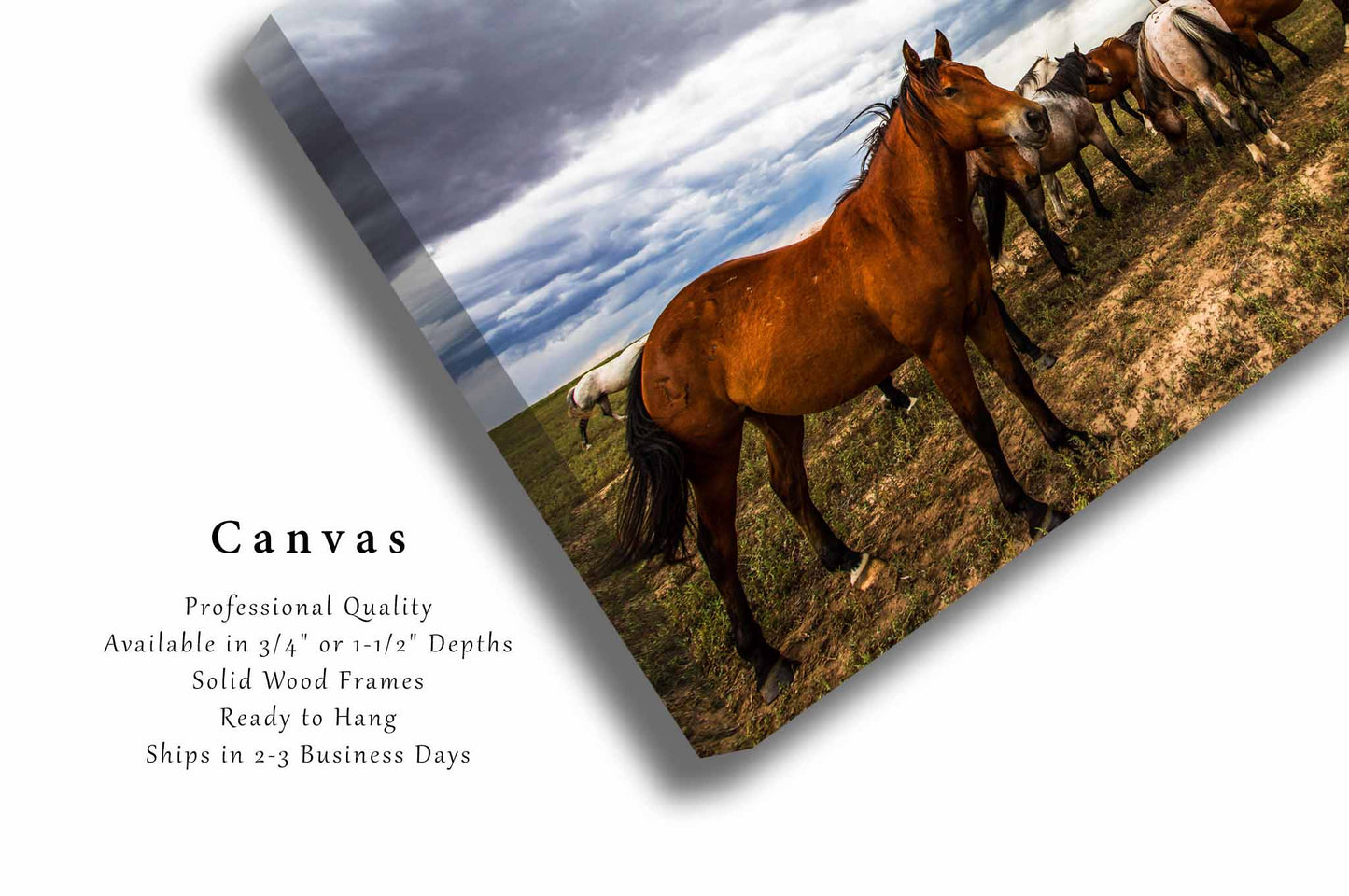 Horse Canvas | Equine Gallery Wrap | Farm and Ranch Photography | Oklahoma Wall Art | Western Decor | Ready to Hang