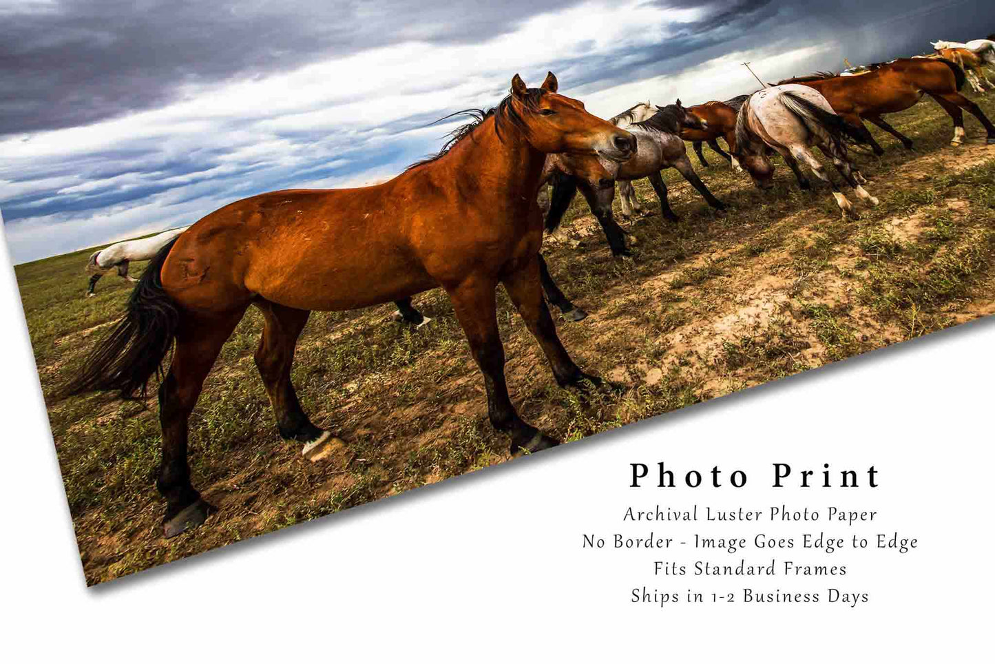 Horse Photography Print | Equine Picture | Farm and Ranch Wall Art | Oklahoma Photo | Western Decor | Not Framed