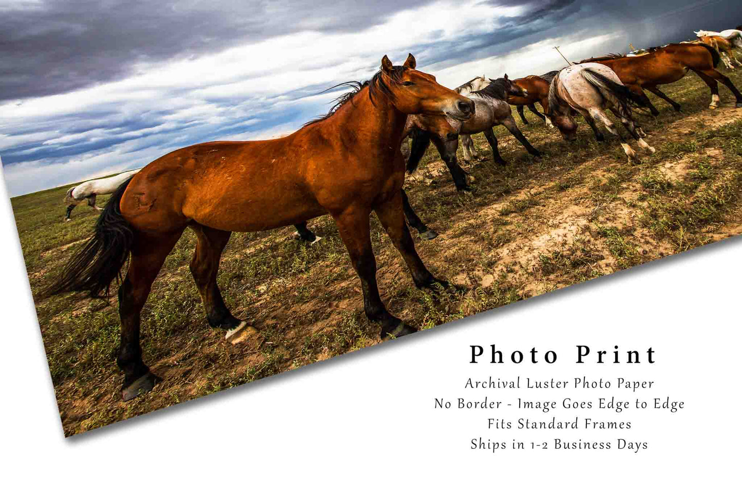 Equine Photo Print | Horse Picture | Oklahoma Wall Art | Animal Photography | Western Decor