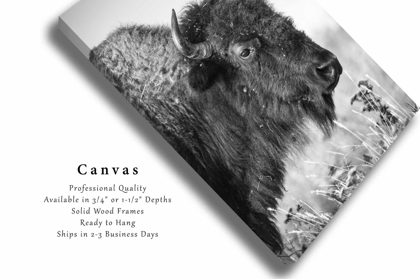 Bison Canvas | Vertical Buffalo Gallery Wrap | Black and White Photography | Oklahoma Nature Wall Art | Western Decor | Ready to Hang
