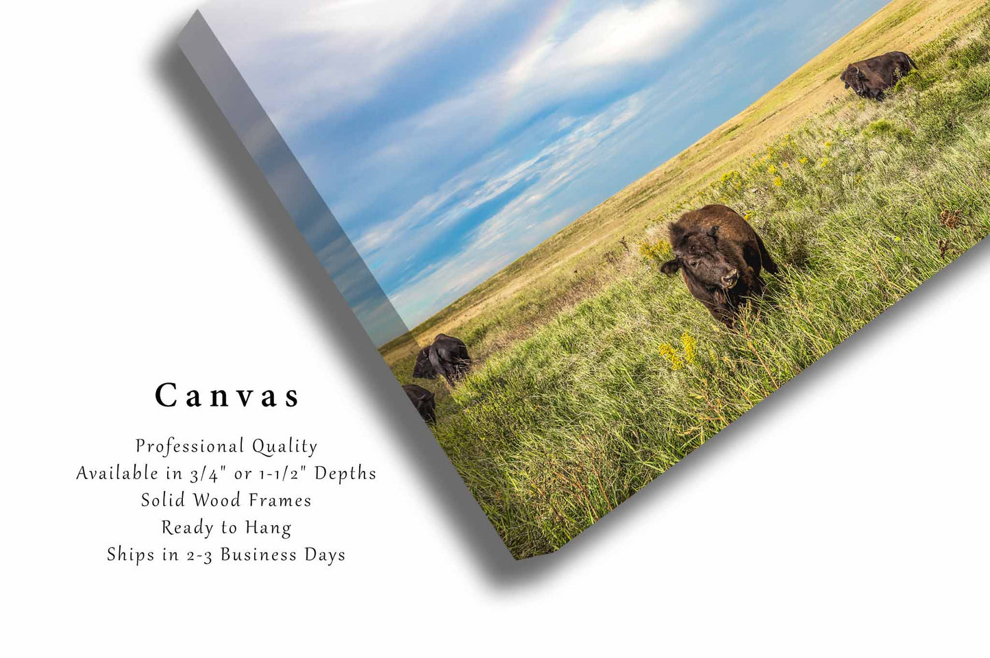 Bison Canvas | Buffalo Calf and Rainbow Gallery Wrap | Great Plains Photography | Oklahoma Wall Art | Western Decor | Ready to Hang