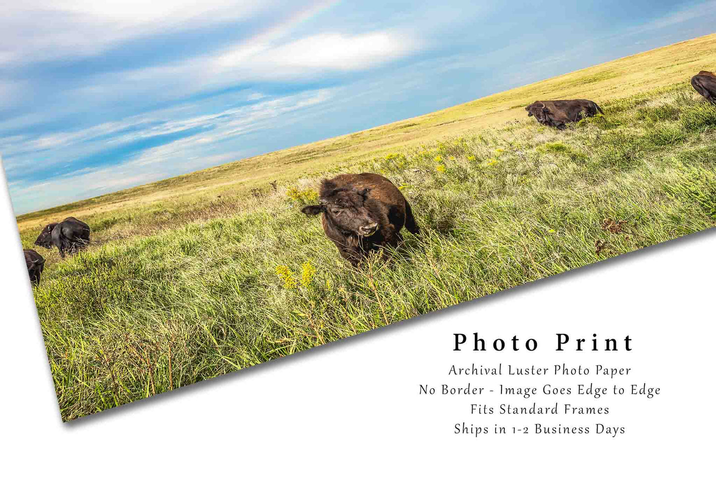Buffalo Photography Print - Picture of Bison Calf Under Rainbow on Tallgrass Prairie in Oklahoma Western Decor Wall Art Photo Artwork