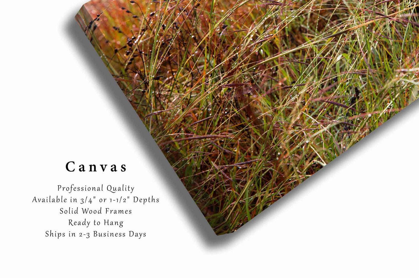 Raindrops on Prairie Grass in Oklahoma Canvas Wall Art | Botanical Photography Nature Decor