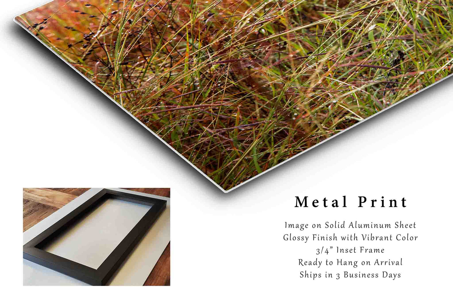 Raindrops on Prairie Grass in Oklahoma Metal Print Wall Art | Botanical Photography Nature Decor