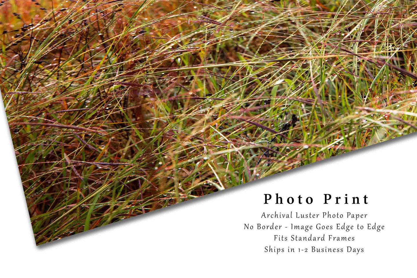 Raindrops on Prairie Grass in Oklahoma Photo Print (Unframed) | Botanical Wall Art Nature Decor