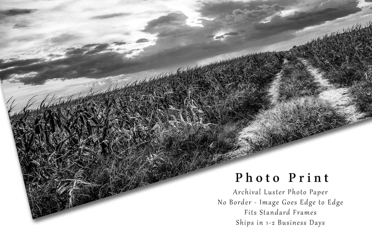 Country Photography Print (Not Framed) Black and White Picture of Worn Path in Corn Field Leading to Big Sky in Nebraska Farm Wall Art Farmhouse Decor