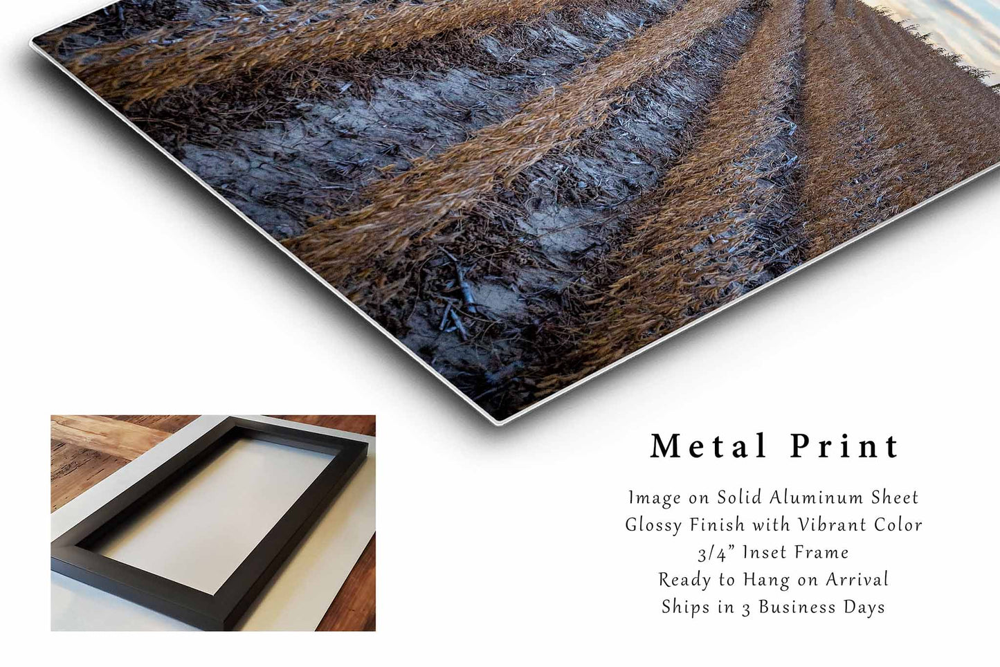 Soybean Field Metal Print | Vertical Farm Photography | Agriculture Wall Art | Nebraska Photo | Farmhouse Decor | Ready to Hang