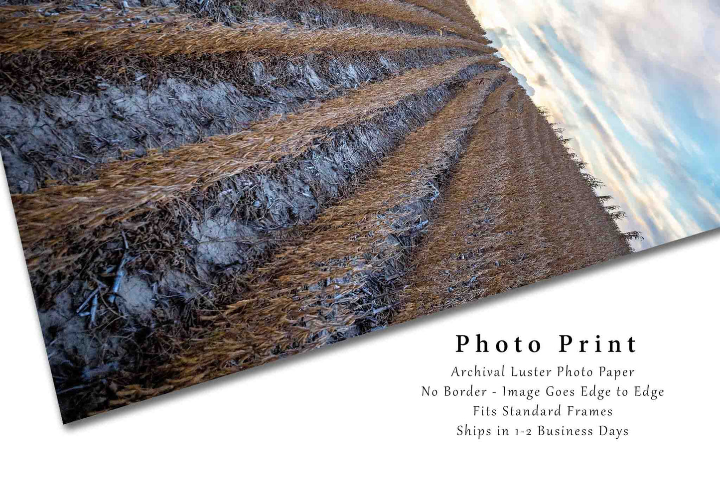 Farming Photography Print - Picture of Soybean Rows in Eastern Nebraska Field Farm Photo Country Home Decor 4x6 to 40x60