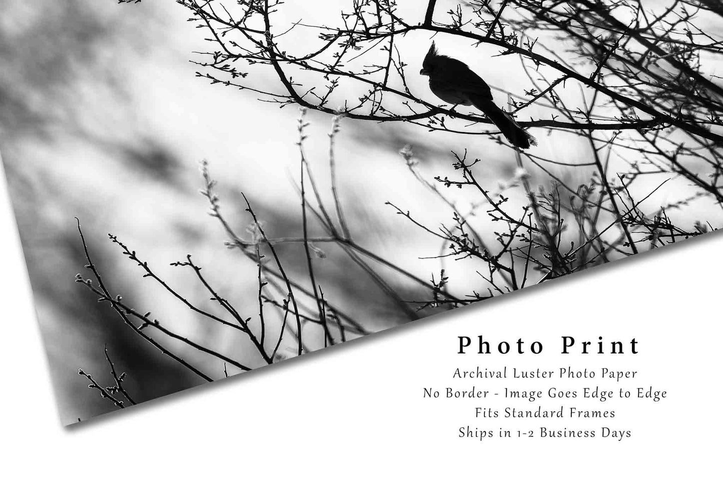 Bird Photography Wall Art Print, Black and White Picture of Pyrrhuloxia Cardinal on Tree Branch Near San Pedro River in Arizona Nature Decor