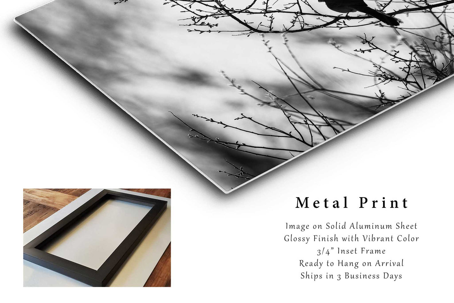 Black and White Bird Metal Print | Pyrrhuloxia Photo | Desert Cardinal Photography | Arizona Picture | Nature Decor