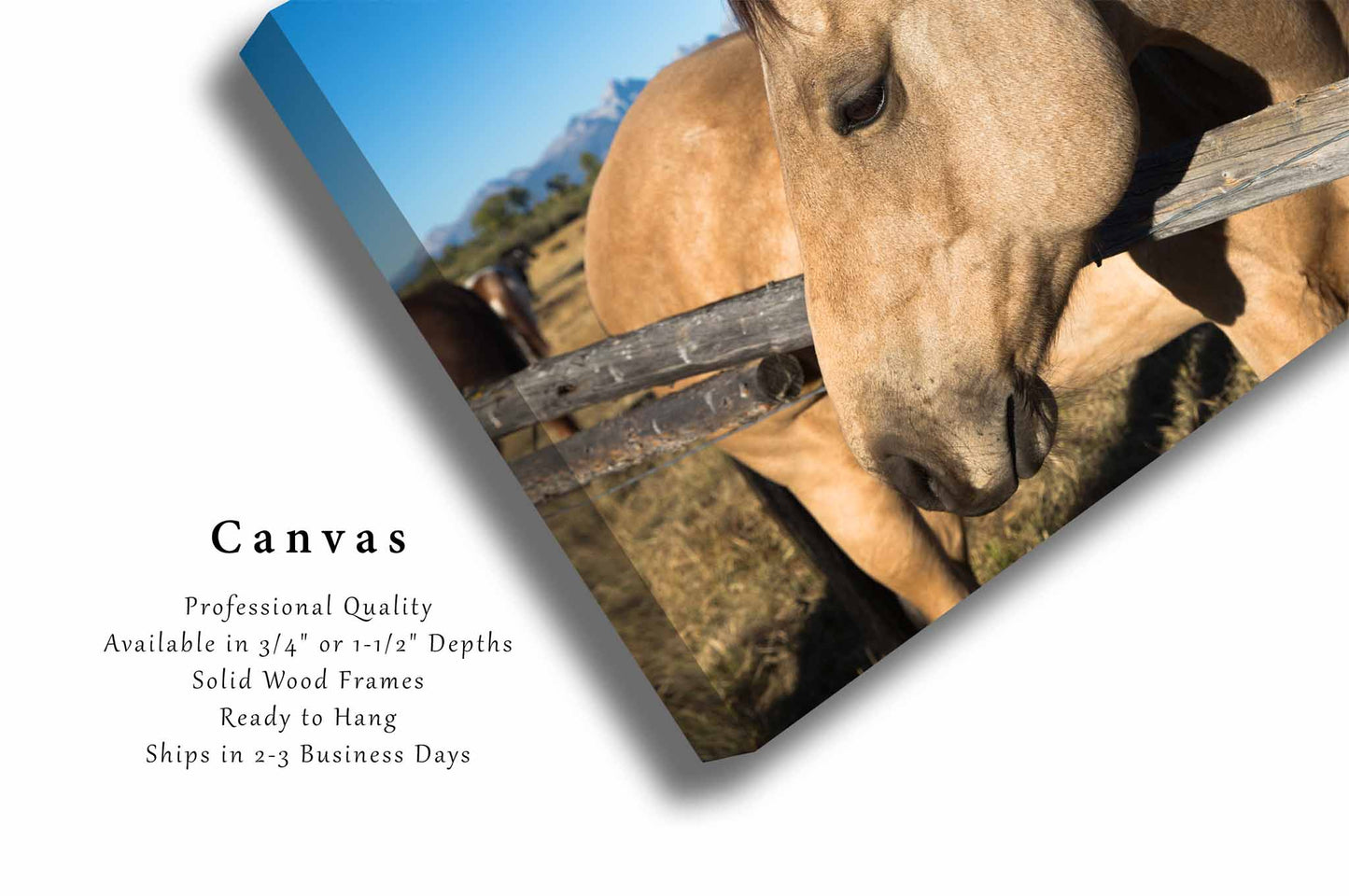 Buckskin Horse Canvas | Equine Gallery Wrap | Animal Photography | Wyoming Wall Art | Western Decor | Ready to Hang