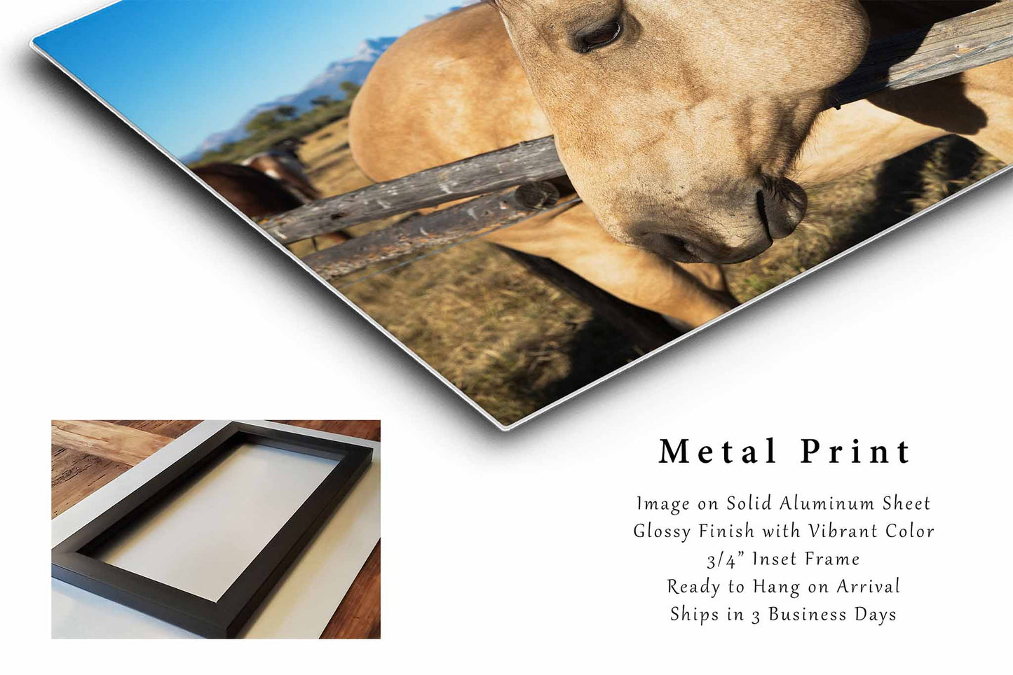 Buckskin Horse Metal Print | Equine Photography | Animal Wall Art | Wyoming Photo | Western Decor | Ready to Hang