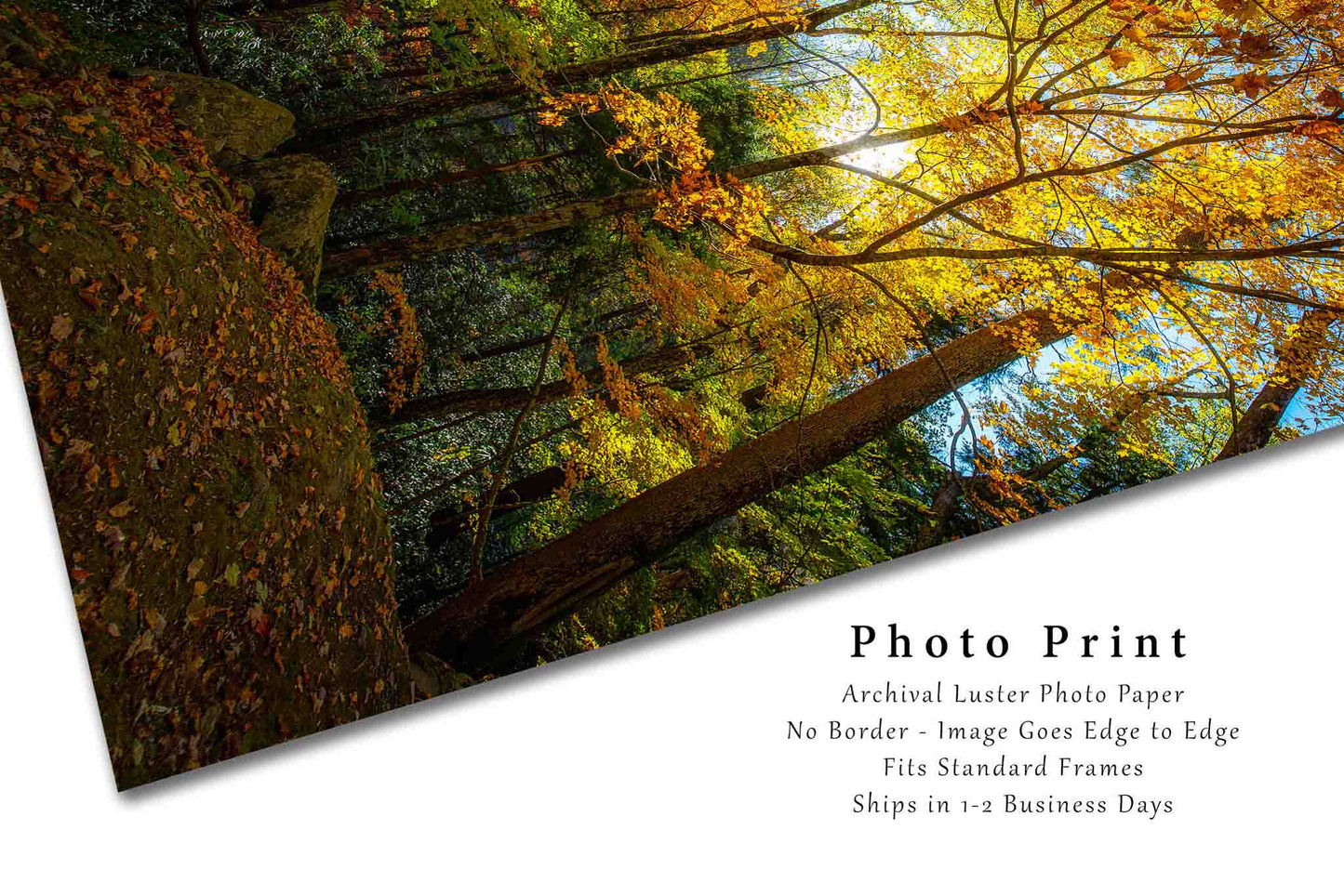 Autumn Photography Print - Picture of Sunlight Illuminating Trees with Fall Color in Great Smoky Mountains Tennessee - Forest Wall Art Decor