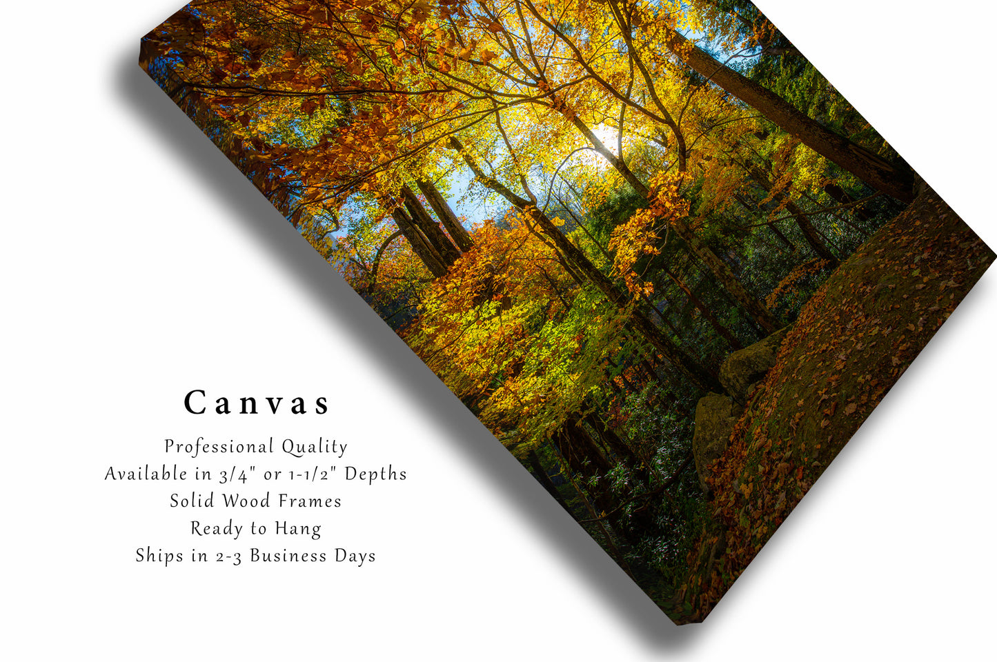 Forest Canvas Wall Art (Ready to Hang) Vertical Gallery Wrap of Sunlight Illuminating Trees with Fall Foliage in Great Smoky Mountains Tennessee Autumn Photography Nature Decor