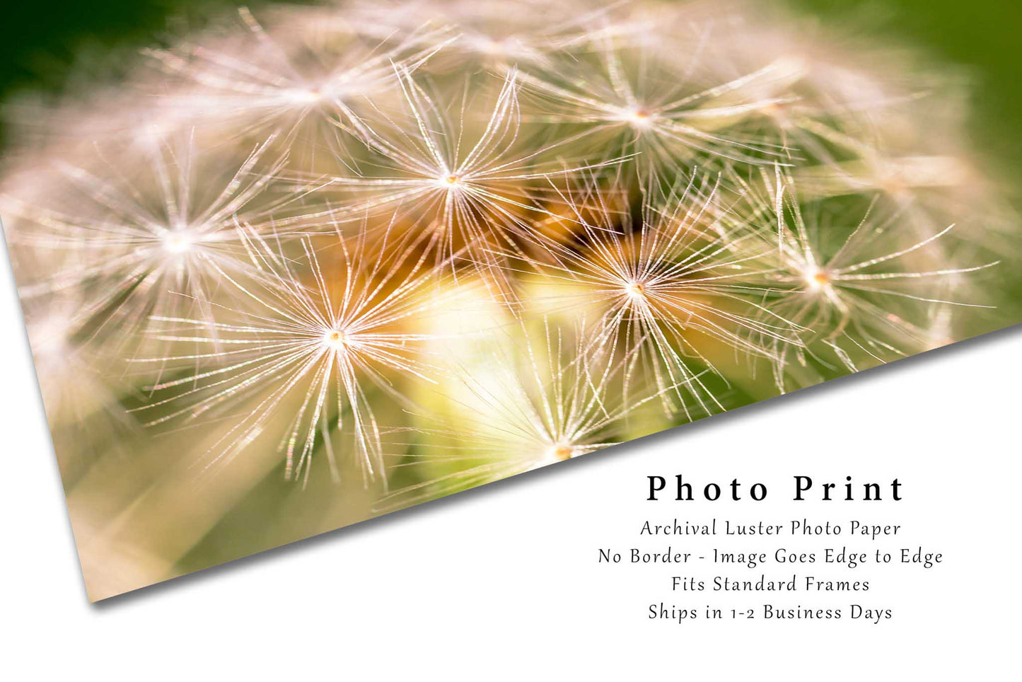 Country Photography Print - Picture of Perfect Dandelion on Spring Day in Oklahoma - Botanical Farmhouse Home Decor Wall Art Photo Artwork