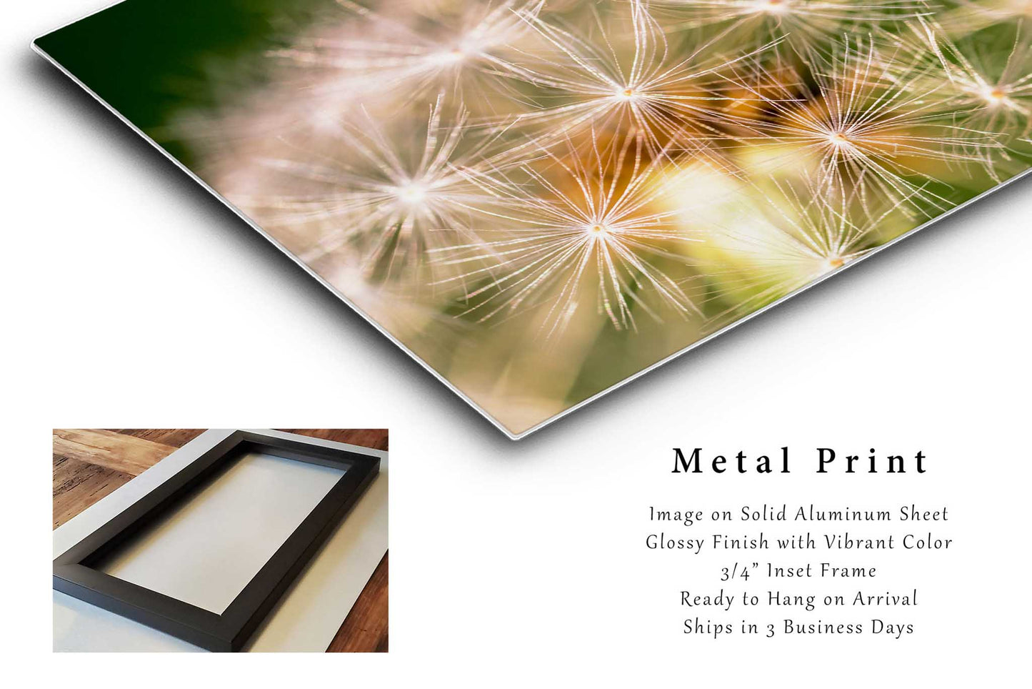 Botanical Metal Print | Dandelion Photo | Macro Photography | Oklahoma Picture | Nature Decor