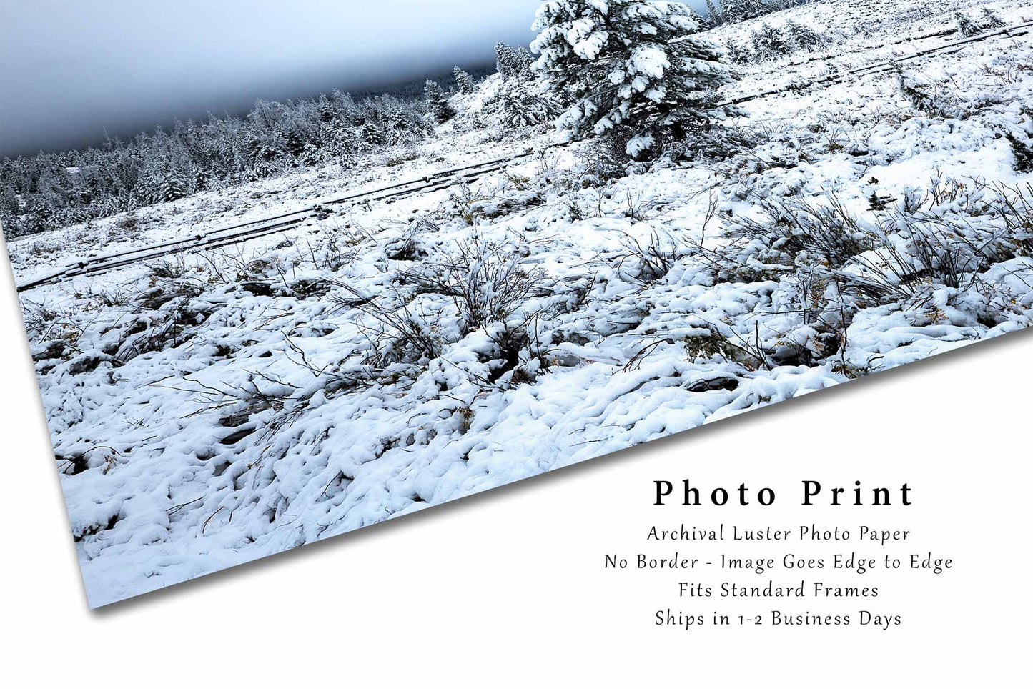 Snowy Pine Tree Photography Print | Winter Landscape Picture | Rocky Mountains Wall Art | Wyoming Photo | Nature Decor | Not Framed