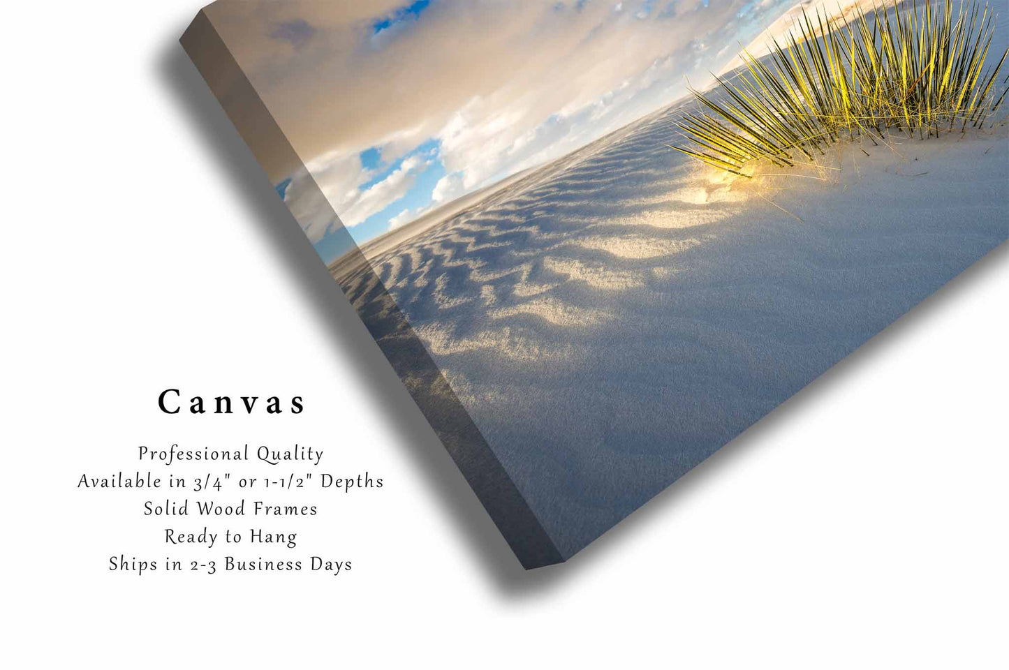 Soak Up the Sun | Yucca Plant in Sunlight Canvas Wall Art | White Sands National Park New Mexico Photography