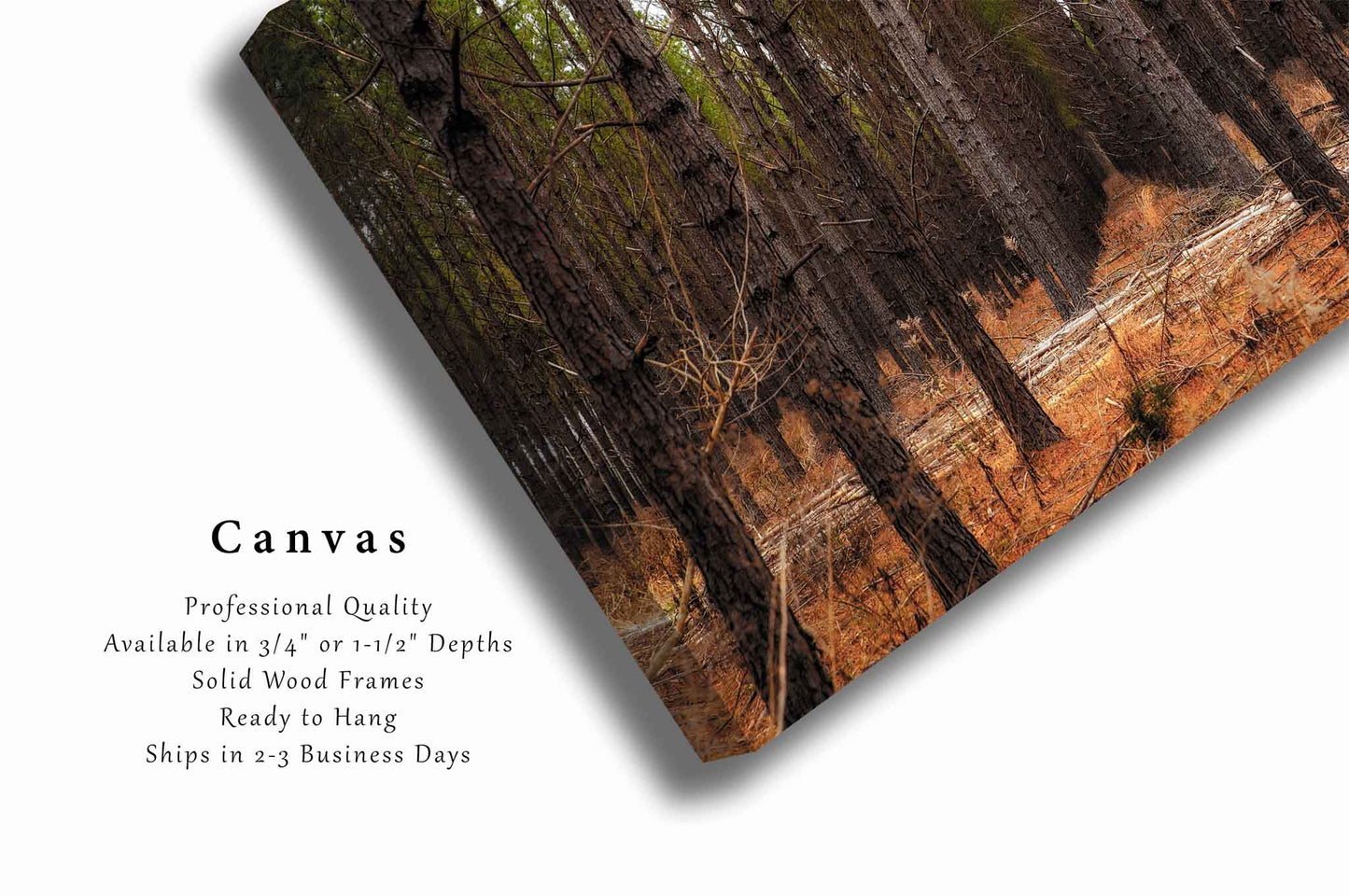 Forest Canvas Wall Art (Ready to Hang) Pine Trees Rows in Mississippi | Southeast US Landscape Photography Southern Decor