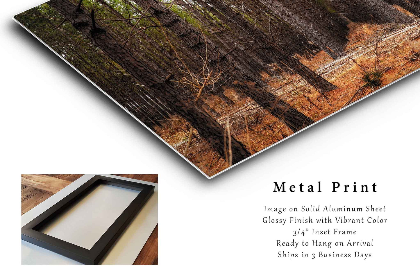 Forest Metal Print (Ready to Hang) Pine Trees Rows in Mississippi | Southeast US Landscape Wall Art Southern Decor