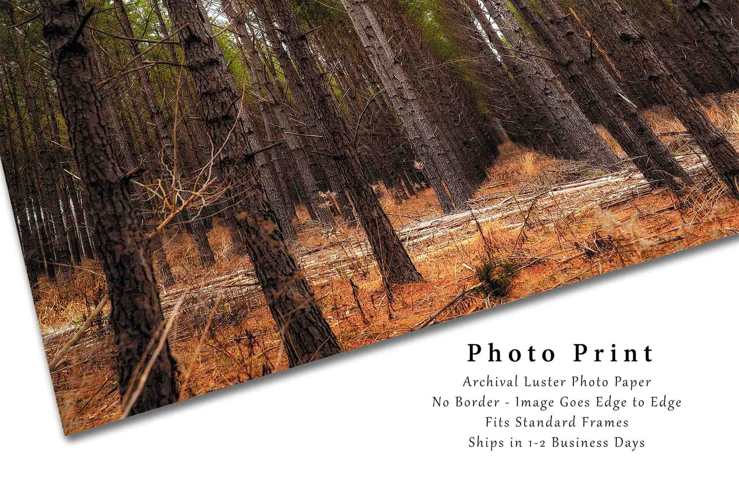 Forest Photography Print (Unframed) Pine Trees Rows in Mississippi | Southeast US Landscape Wall Art Southern Decor