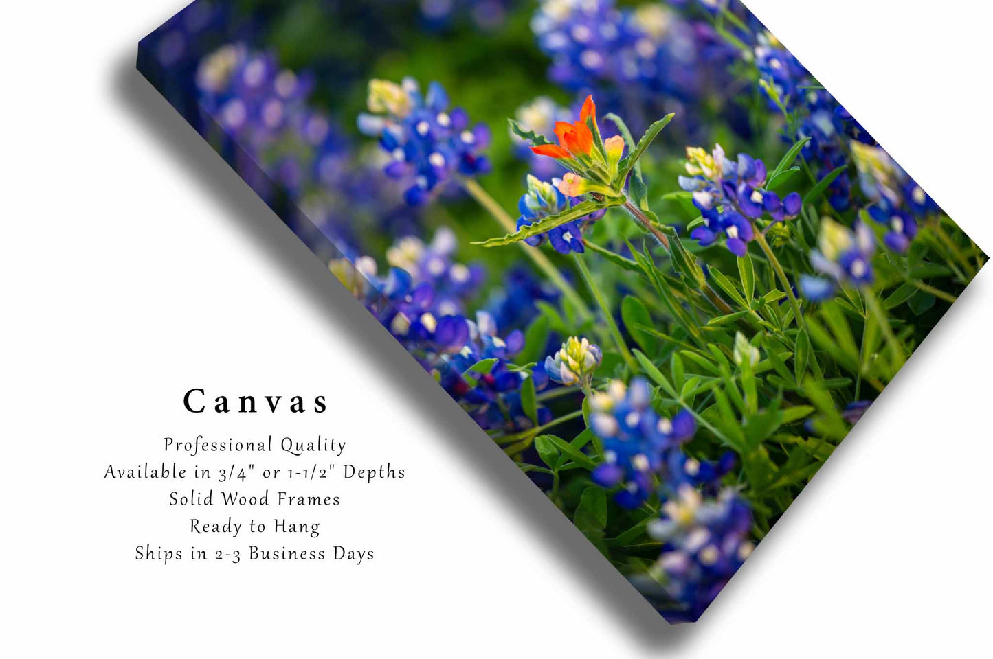 Indian Paintbrush Canvas | Bluebonnets Gallery Wrap | Texas Photography | Vertical Wildflower Wall Art | Floral Decor | Ready to Hang