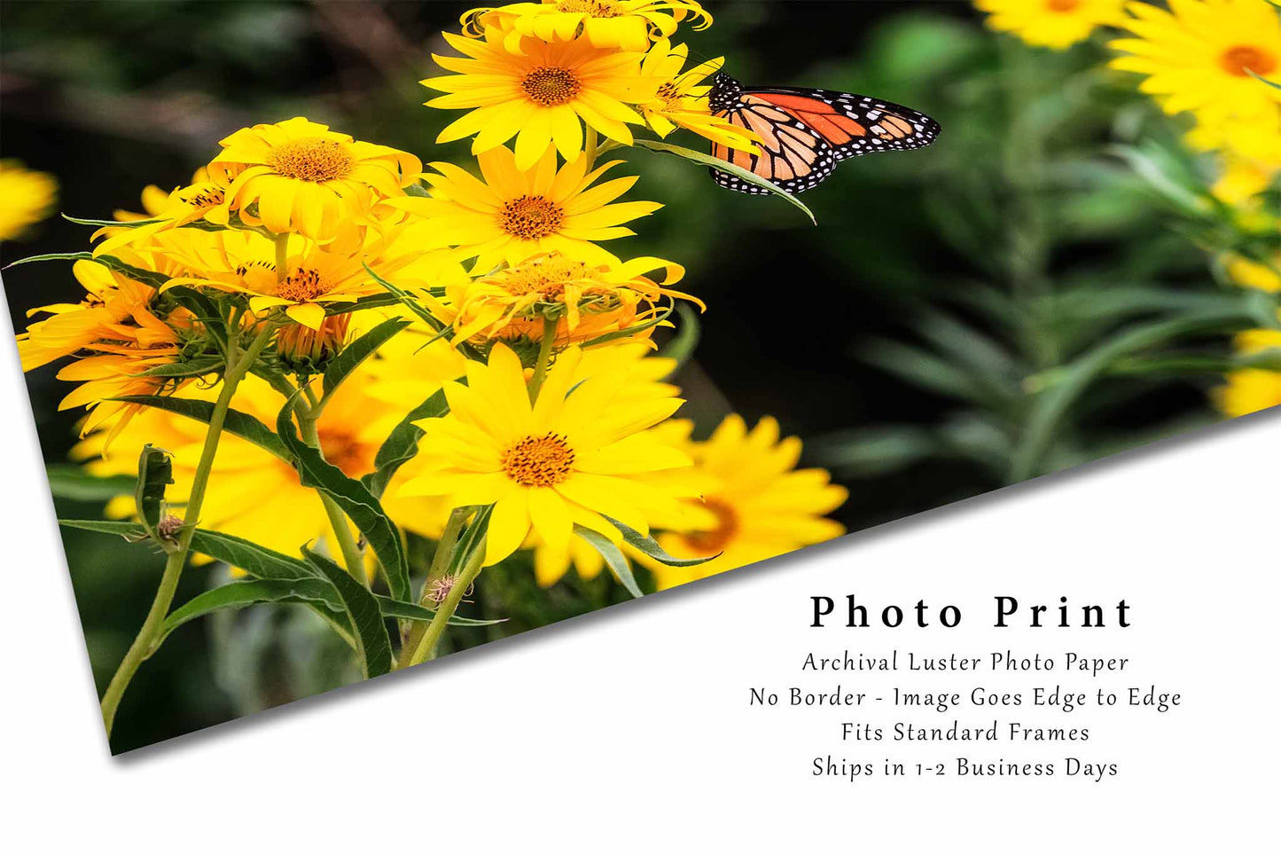 Wildflowers Photography Print | Monarch Butterfly Picture | Flower Wall Art | Oklahoma Photo | Nature Decor | Not Framed