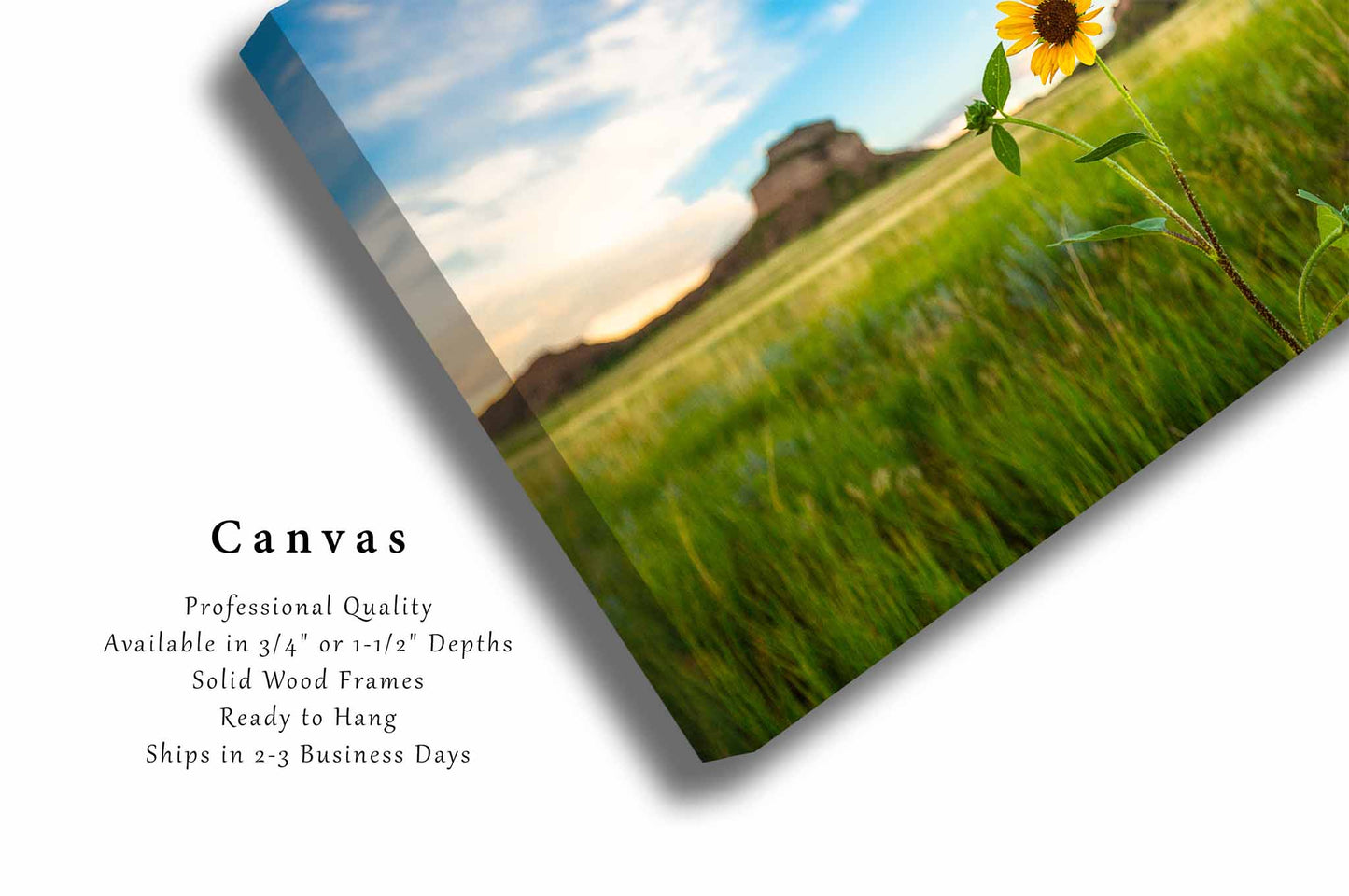 Sunflower Canvas | Prairie Gallery Wrap | Great Plains Photography | Nebraska Landscape Wall Art | Nature Decor | Ready to Hang