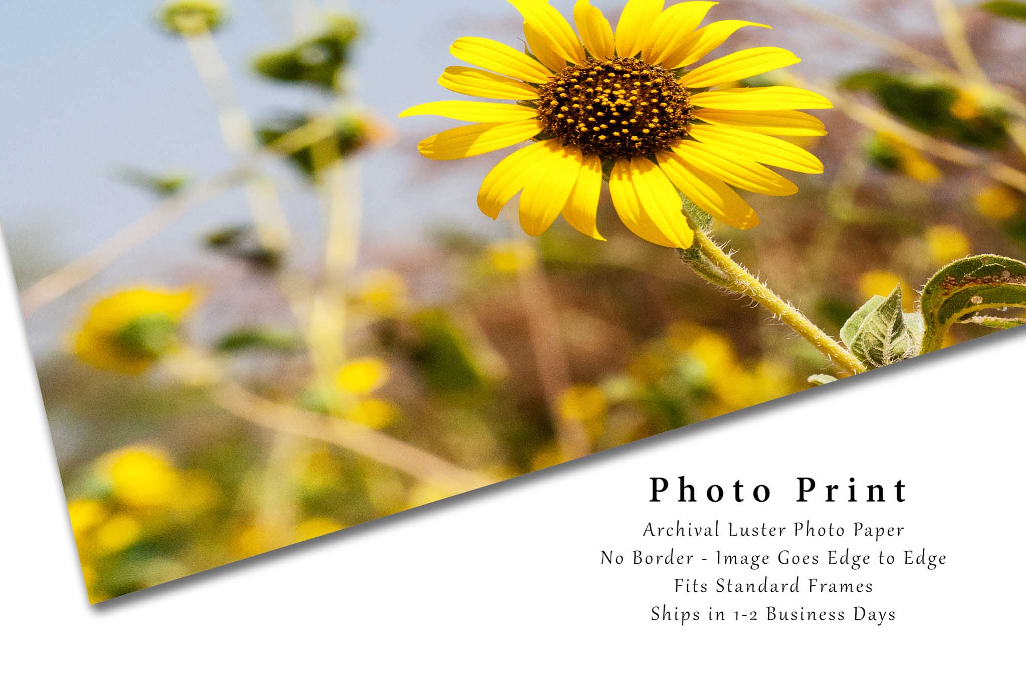 Sunflower Picture - Nature Photography Print of Yellow Wildflower on S –  Southern Plains Photography