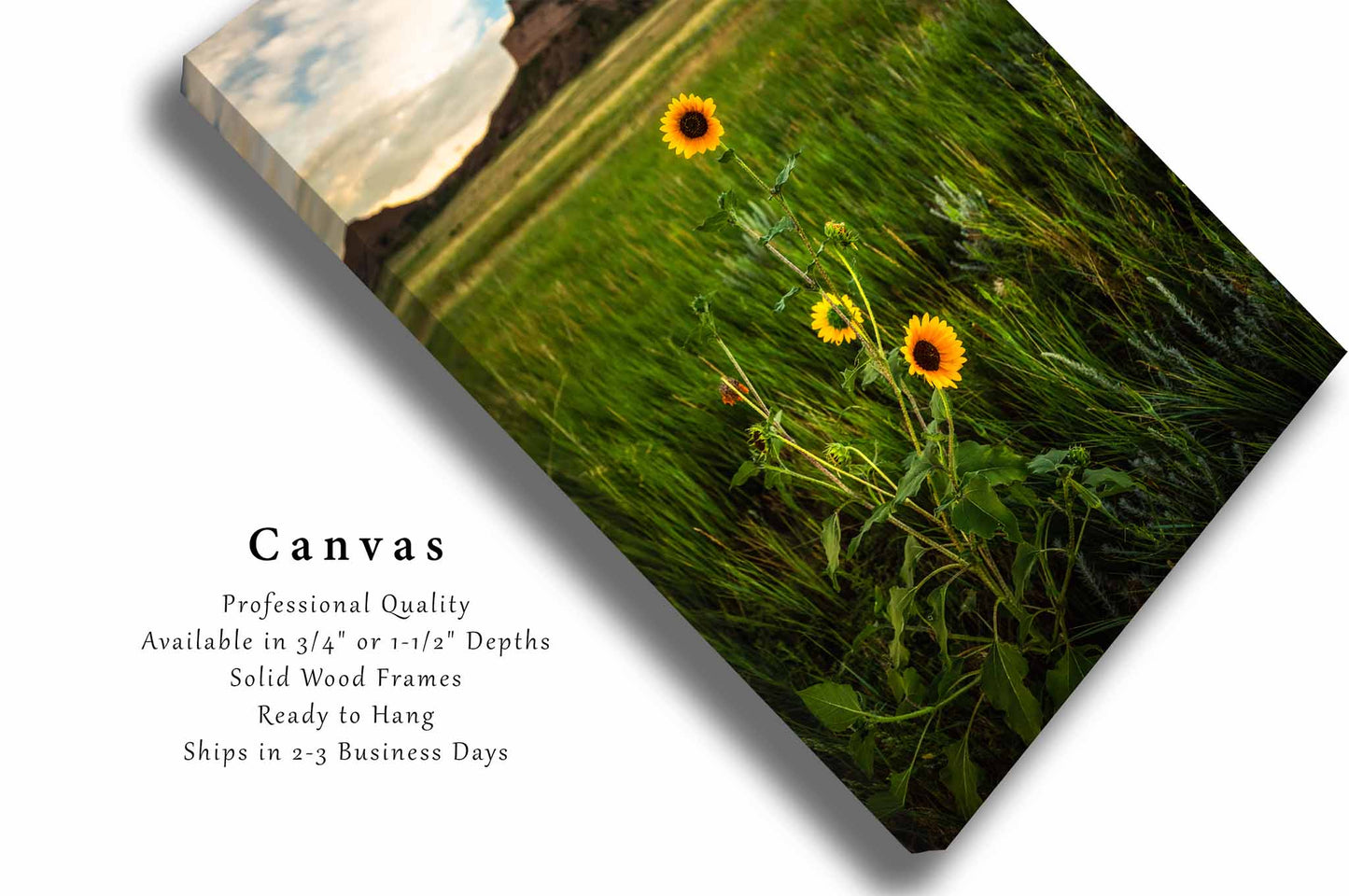 Prairie Sunflowers Canvas | Vertical Wildflower Gallery Wrap | Great Plains Photography | Nebraska Landscape Wall Art | Western Decor | Ready to Hang